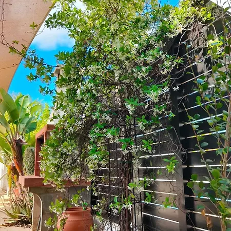 Cy-blue بروتاراس