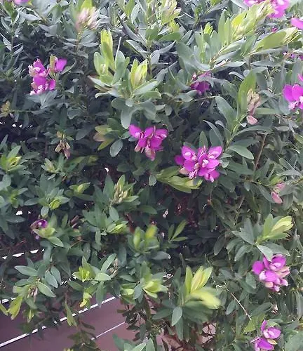 Cy-blue * 普罗塔拉斯